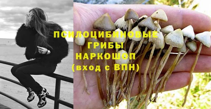 Галлюциногенные грибы MAGIC MUSHROOMS  купить закладку  Ельня 